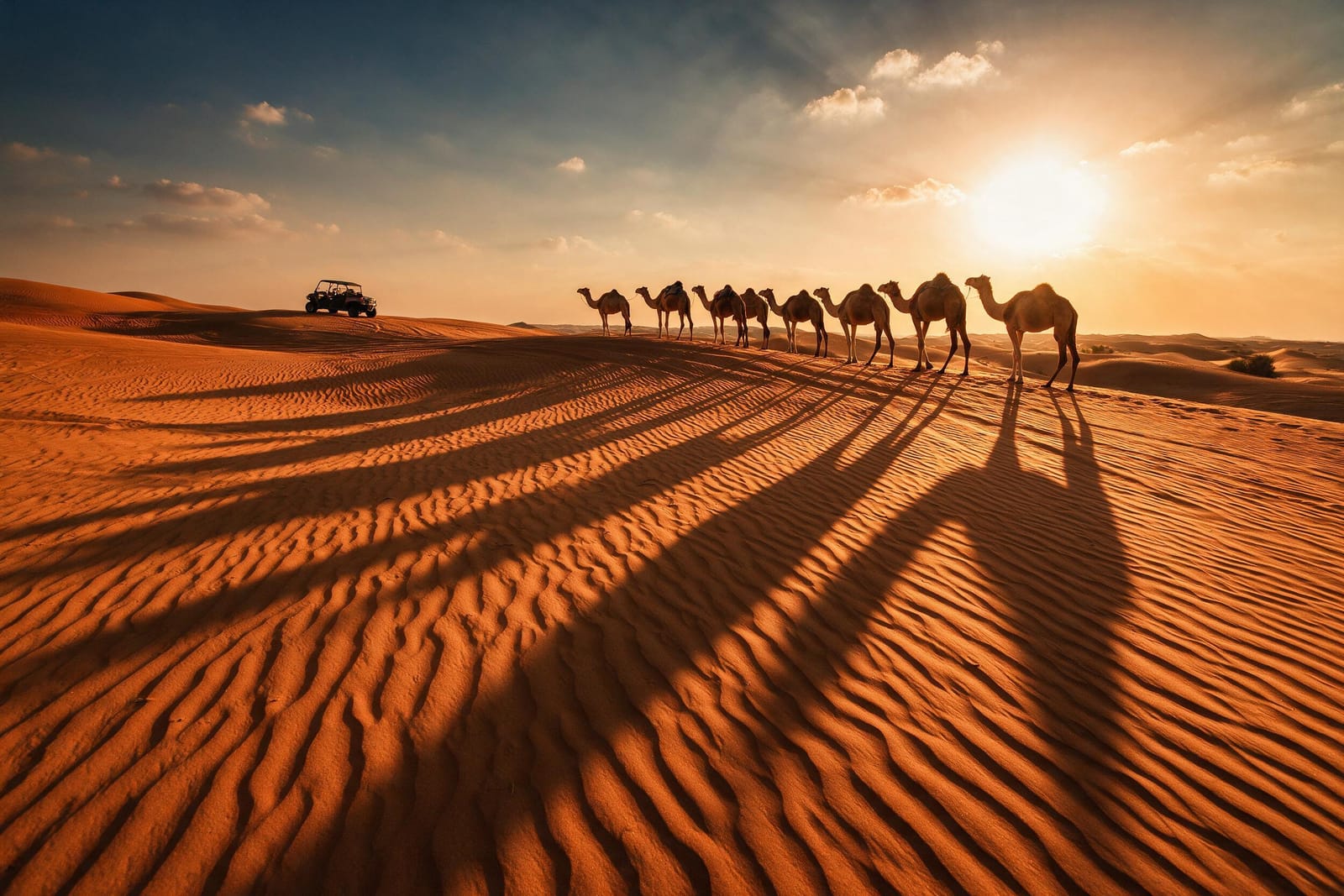 Gün batımında Dubai yakınlarındaki kum tepeleri ve develer